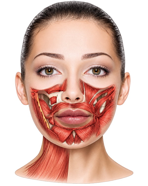 Illustration of the facial and neck muscles around the mouth