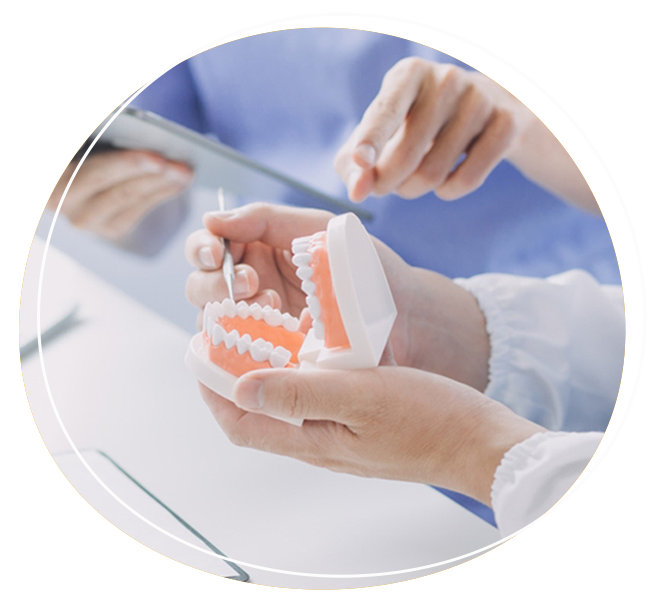 Dentist holding a model of the teeth